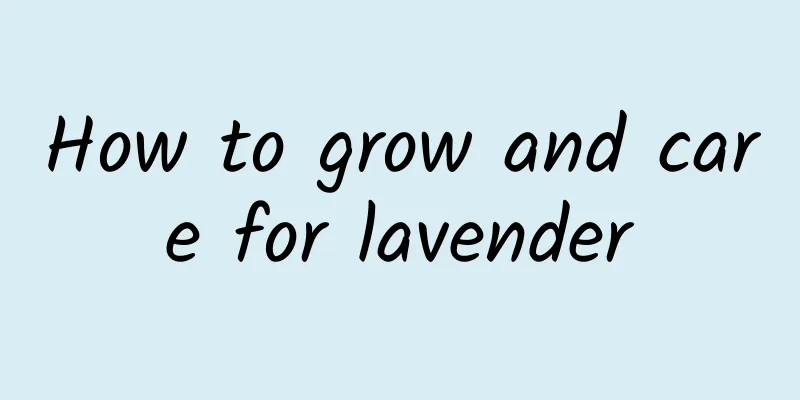 How to grow and care for lavender