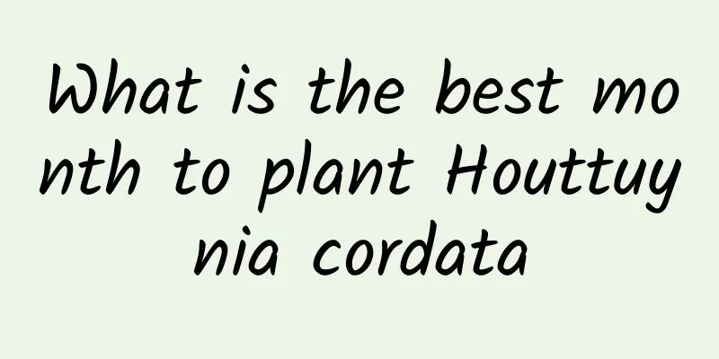 What is the best month to plant Houttuynia cordata