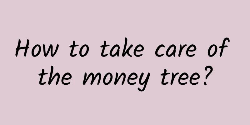 How to take care of the money tree?