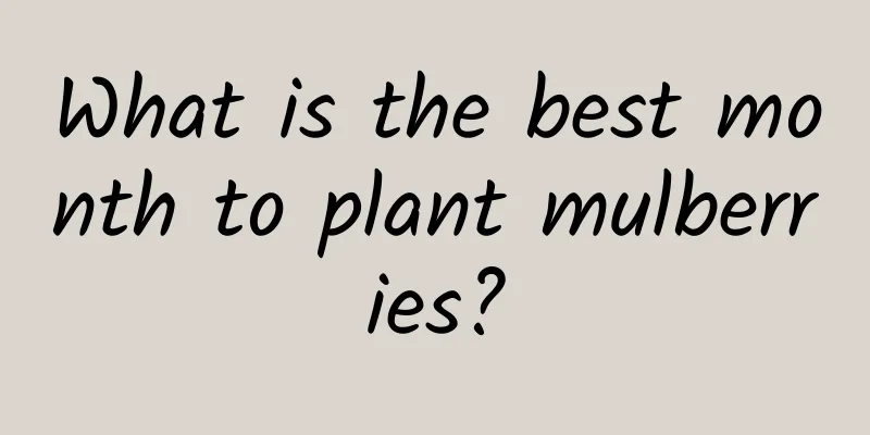 What is the best month to plant mulberries?