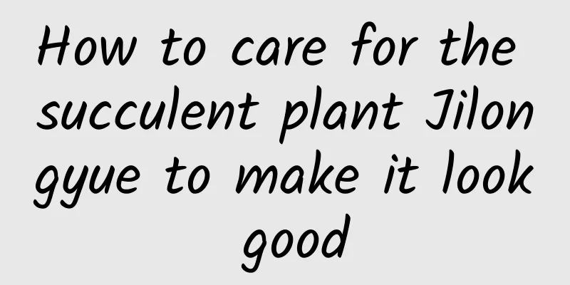 How to care for the succulent plant Jilongyue to make it look good
