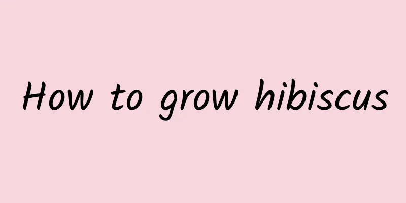 How to grow hibiscus