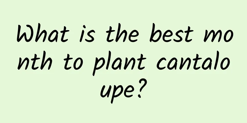 What is the best month to plant cantaloupe?