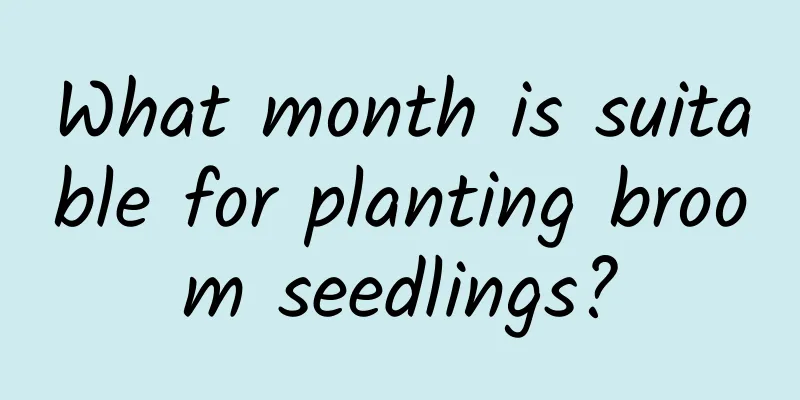 What month is suitable for planting broom seedlings?