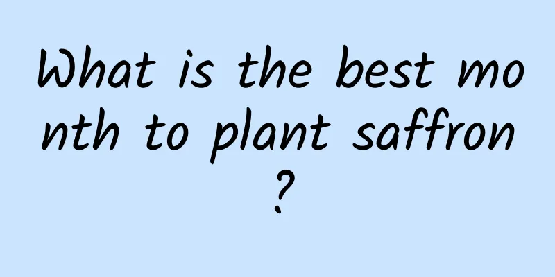 What is the best month to plant saffron?