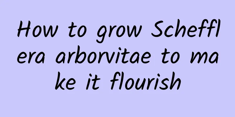 How to grow Schefflera arborvitae to make it flourish