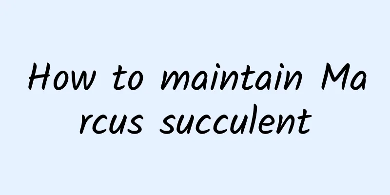 How to maintain Marcus succulent