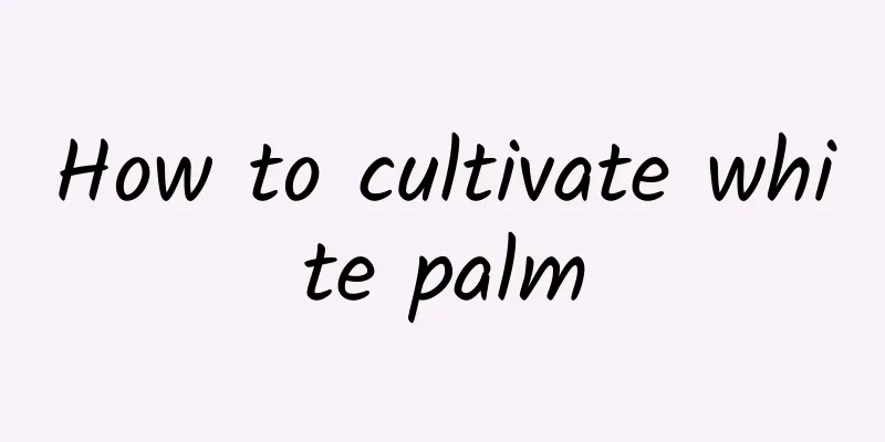 How to cultivate white palm
