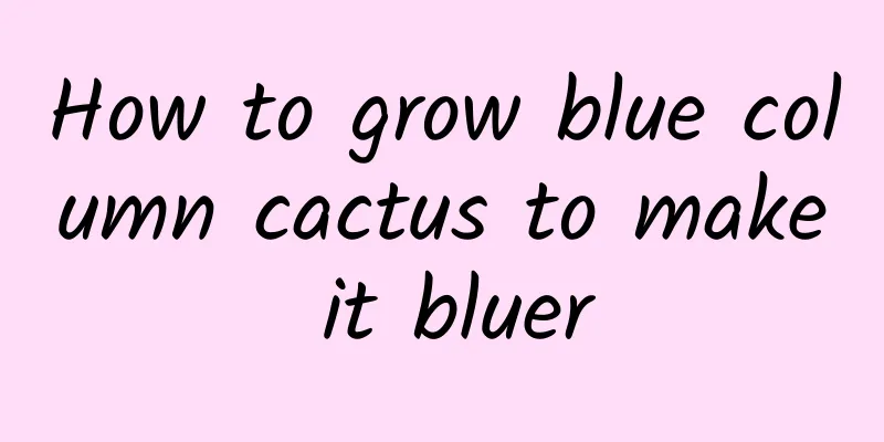 How to grow blue column cactus to make it bluer