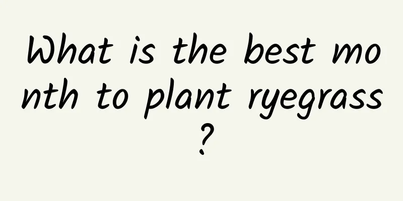 What is the best month to plant ryegrass?