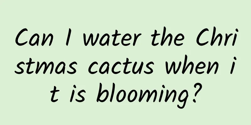 Can I water the Christmas cactus when it is blooming?