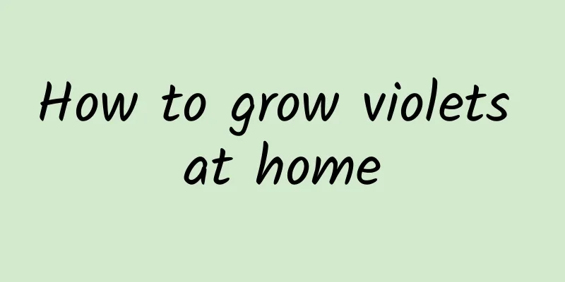 How to grow violets at home