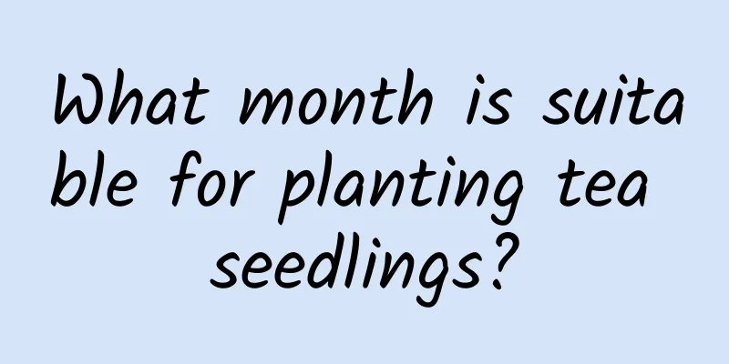 What month is suitable for planting tea seedlings?