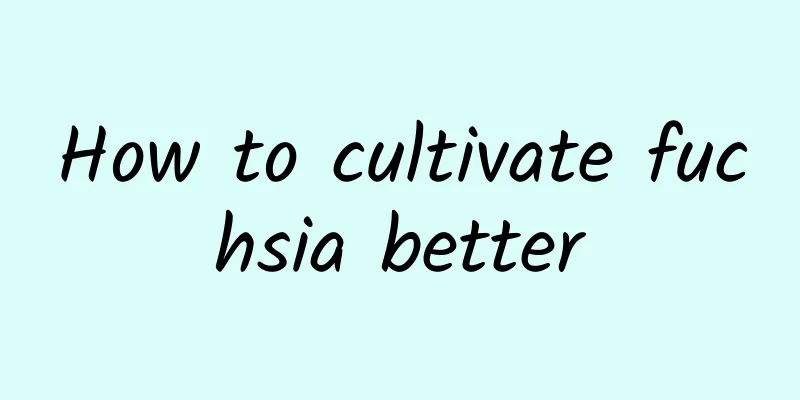 How to cultivate fuchsia better