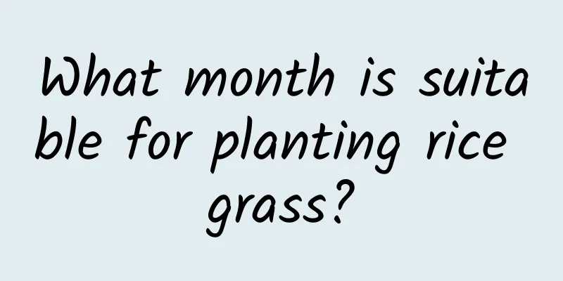 What month is suitable for planting rice grass?