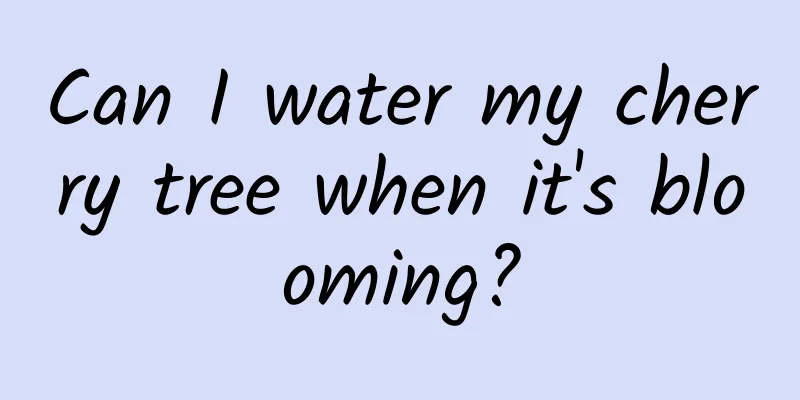 Can I water my cherry tree when it's blooming?