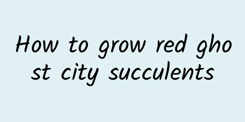 How to grow red ghost city succulents
