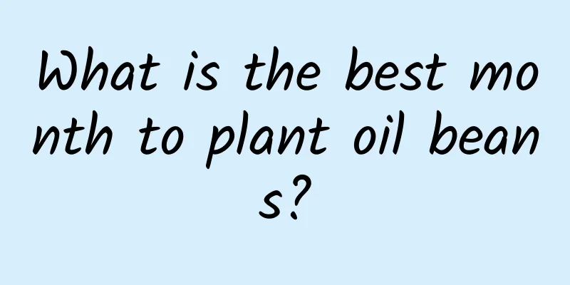What is the best month to plant oil beans?