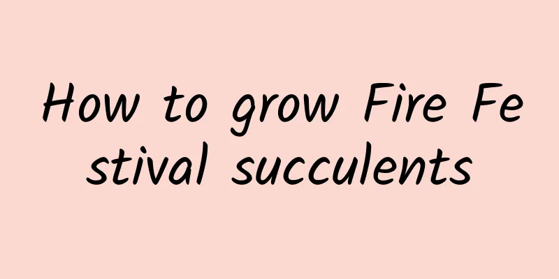 How to grow Fire Festival succulents