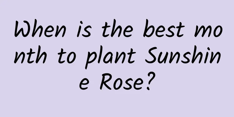 When is the best month to plant Sunshine Rose?