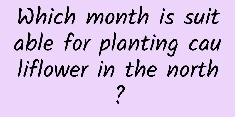 Which month is suitable for planting cauliflower in the north?