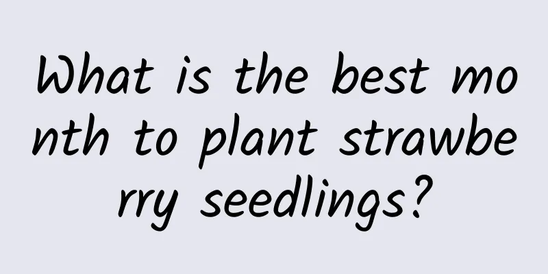 What is the best month to plant strawberry seedlings?