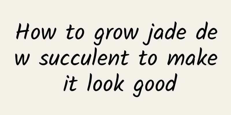 How to grow jade dew succulent to make it look good