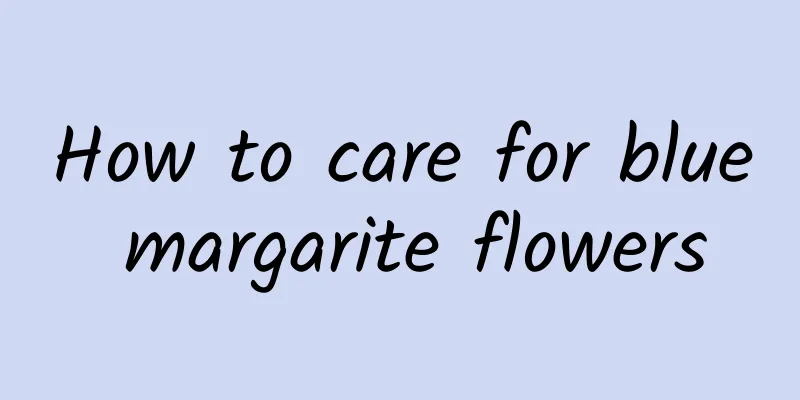 How to care for blue margarite flowers