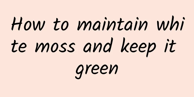 How to maintain white moss and keep it green