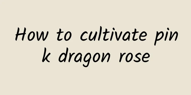 How to cultivate pink dragon rose