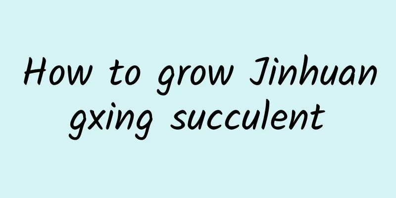 How to grow Jinhuangxing succulent