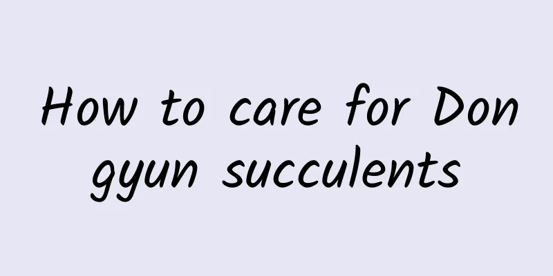 How to care for Dongyun succulents