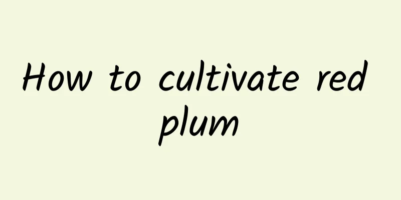 How to cultivate red plum