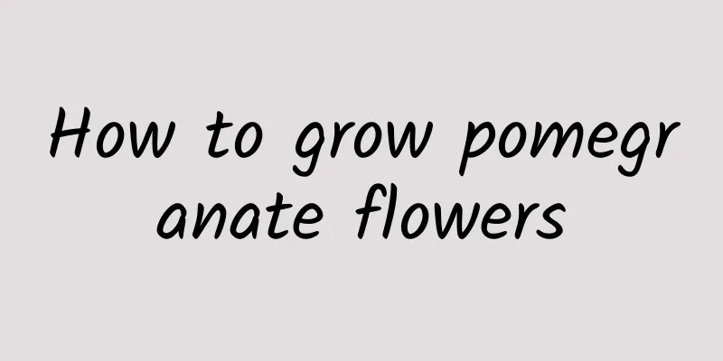 How to grow pomegranate flowers