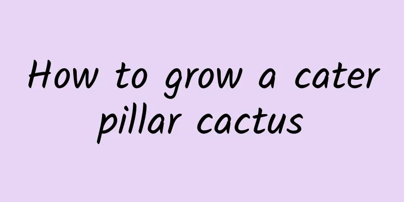 How to grow a caterpillar cactus
