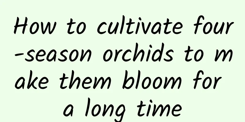 How to cultivate four-season orchids to make them bloom for a long time