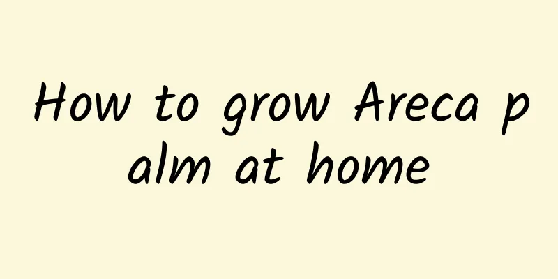 How to grow Areca palm at home