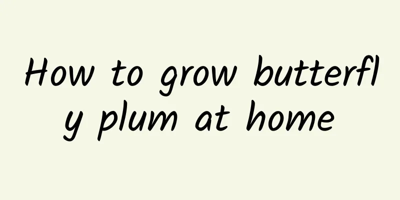 How to grow butterfly plum at home