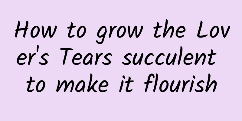 How to grow the Lover's Tears succulent to make it flourish
