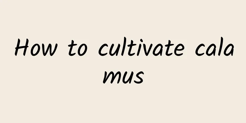 How to cultivate calamus