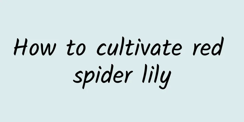 How to cultivate red spider lily