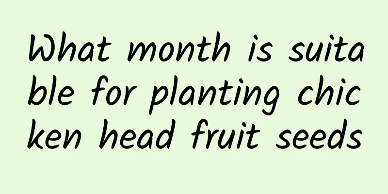 What month is suitable for planting chicken head fruit seeds