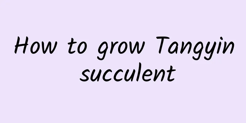 How to grow Tangyin succulent