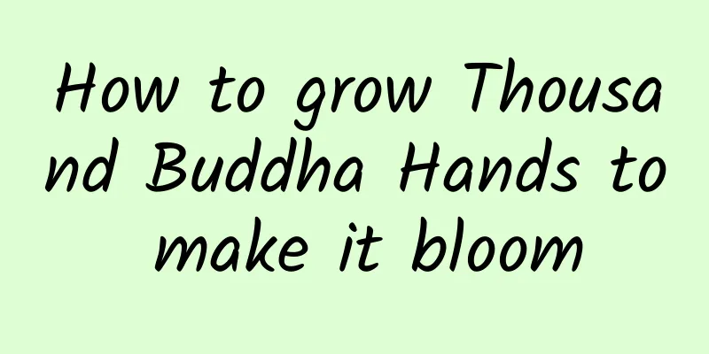 How to grow Thousand Buddha Hands to make it bloom