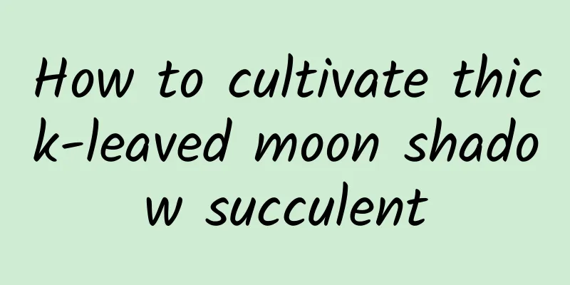 How to cultivate thick-leaved moon shadow succulent