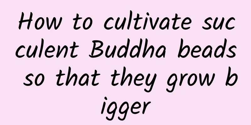 How to cultivate succulent Buddha beads so that they grow bigger