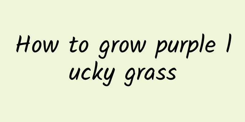 How to grow purple lucky grass