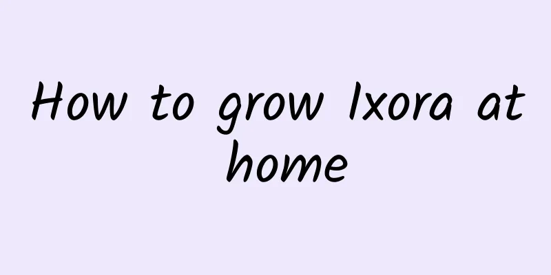 How to grow Ixora at home