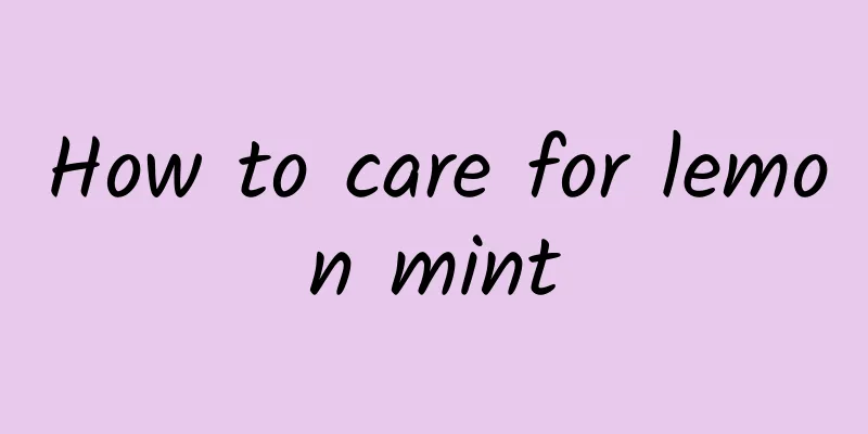 How to care for lemon mint
