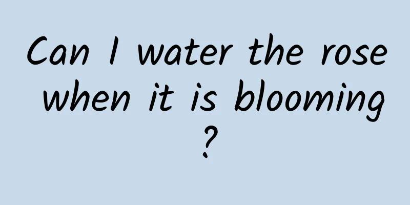 Can I water the rose when it is blooming?